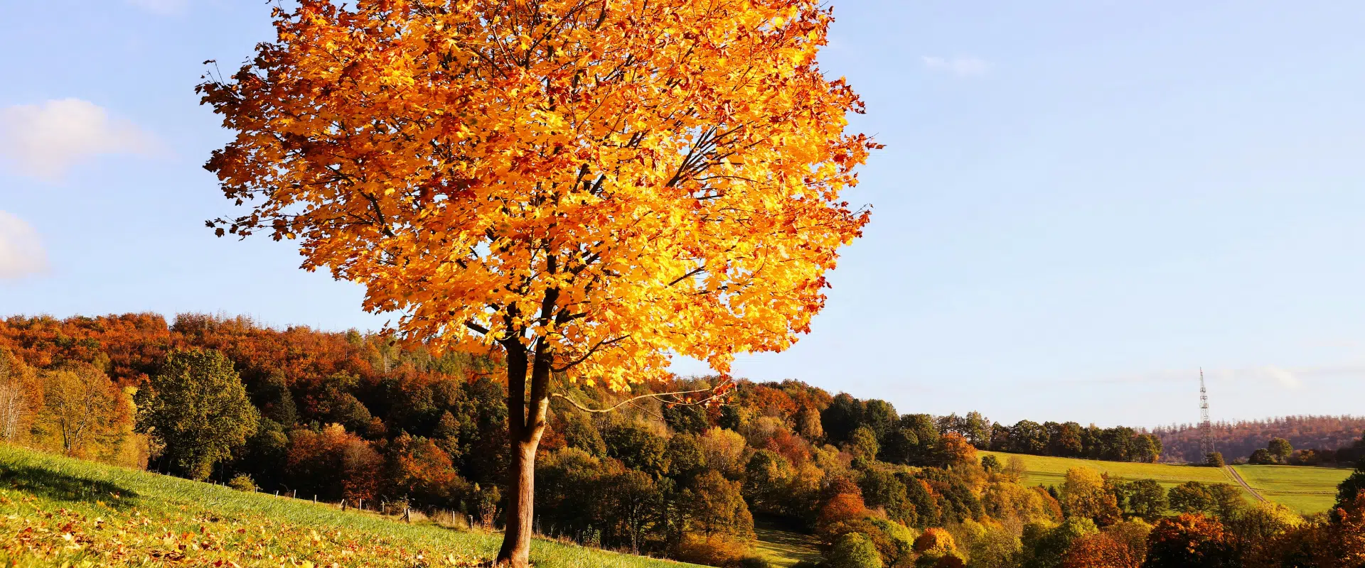 Every fall application starts with a soil test, since nutrients only help when the tree needs them. Mature tree with fall foliage in a northern New Jersey yard, with an arborist beside it planning tree fertilization for the season