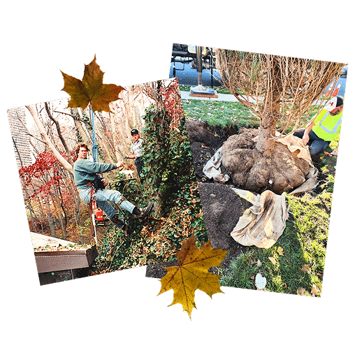 Arborist in early years lifting tree canopy and planting a tree
