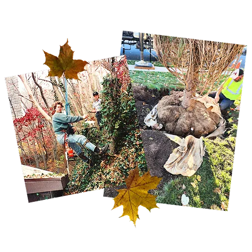 Arborist in early years lifting tree canopy and planting a tree
