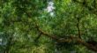When taking care of beautiful green foliage like this, you want to hire a New Jersey Licensed Tree Expert.