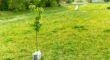 A young thin sapling with green leaves sits in a plastic wrapped pot in a green field dotted with yellow flowers with a small stream and a bridge in the background to celebrate tree city USA.