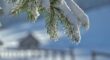 A snow dusted coniferous branch with short green needles hangs in the sunlight in front of a snow covered field.