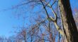 A dormant tree photographed from below against a clear blue winter sky, showcasing its detailed branch structure with small red buds visible - perfect for winter assessment in Northern New Jersey.
