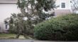 Storm-damaged trees leaning dangerously near a Northern New Jersey home in Montclair after hurricane winds, requiring immediate Licensed Tree Expert assessment.