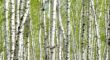 A forest of birch trees, a common target of wood-boring insects.