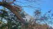 A storm-damaged tree that has fallen on residential property in Northern NJ, requiring immediate removal.