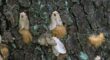 Several adult spongy moths resting on tree bark alongside tan, fuzzy egg masses.