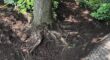 An exposed tree root system showing multiple girdling roots circling around the base of a mature tree trunk after soil excavation.
