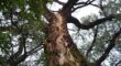 A long vertical split up the trunk of a mature tree, the kind of structural damage cabling and bracing can stabilize.