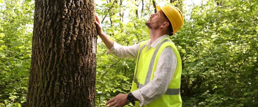 How to Tell If Your Tree Has Heat Stress in New Jersey 2 Certified arborist inspecting a tree during a health assessment.