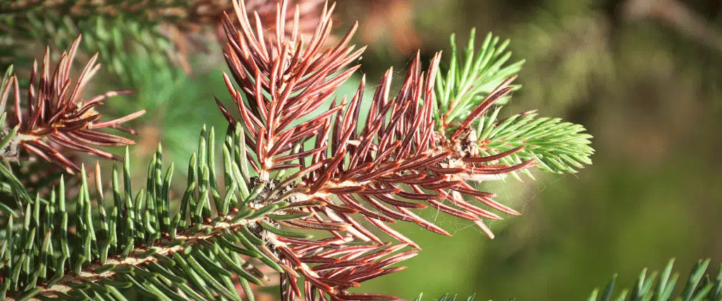 Mite damage often does not show until the following spring or summer, so a fall check can catch what you would otherwise miss. Close-up of a spruce branch with overwintering spider mite damage and discolored needles.