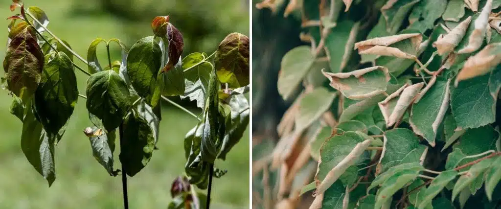 How to Tell If Your Tree Has Heat Stress in New Jersey 1 Heat-stressed tree leaves curling and browning along the edges.