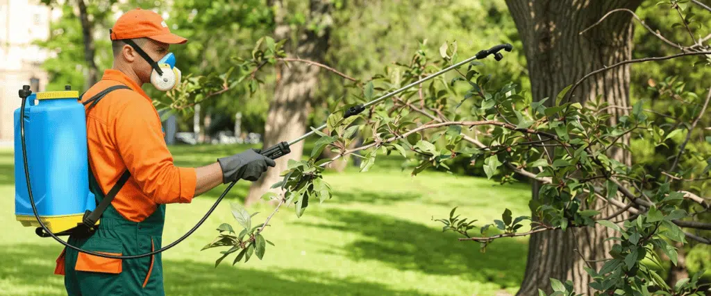 Dormant oil only works on the pests it targets, so a diagnosis should come before any spray. Licensed arborist spraying dormant oil on a tree on a mild day.