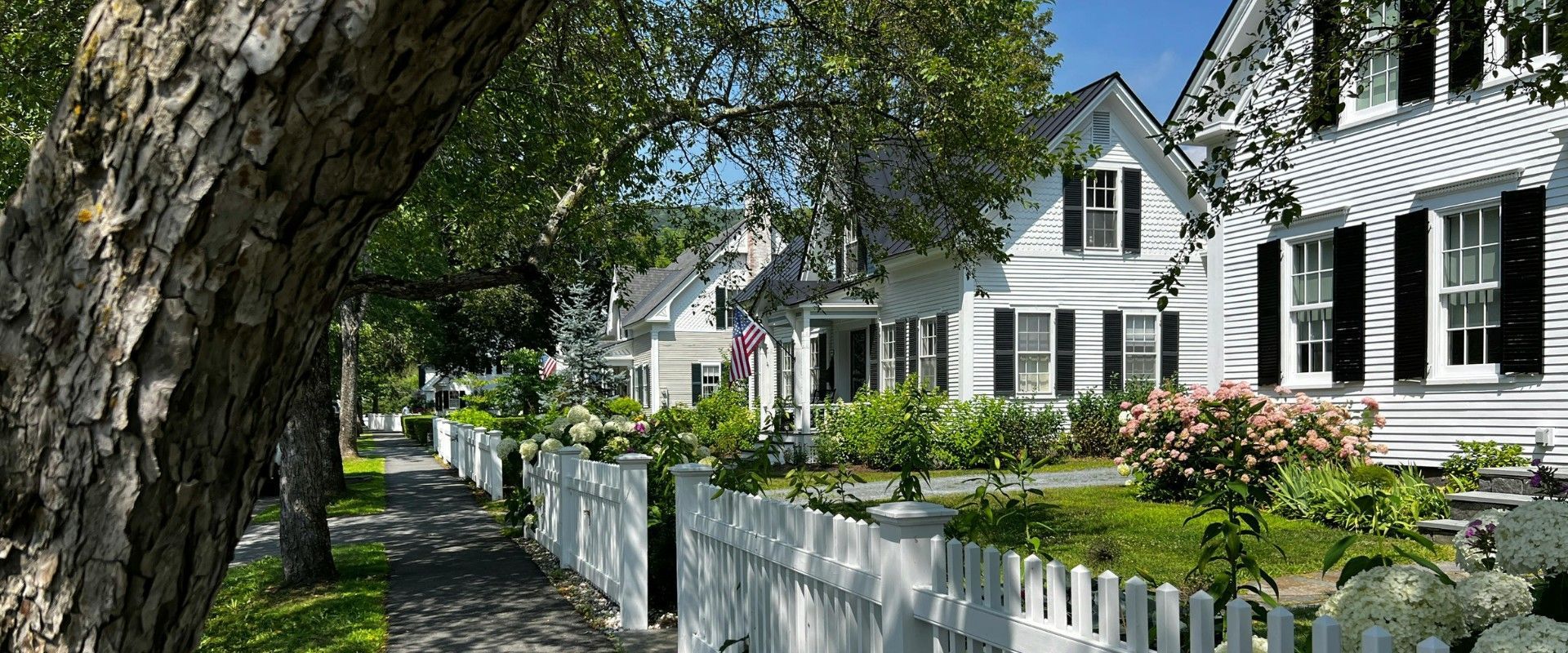 Mature green trees shading houses in a Northern New Jersey neighborhood in summer.