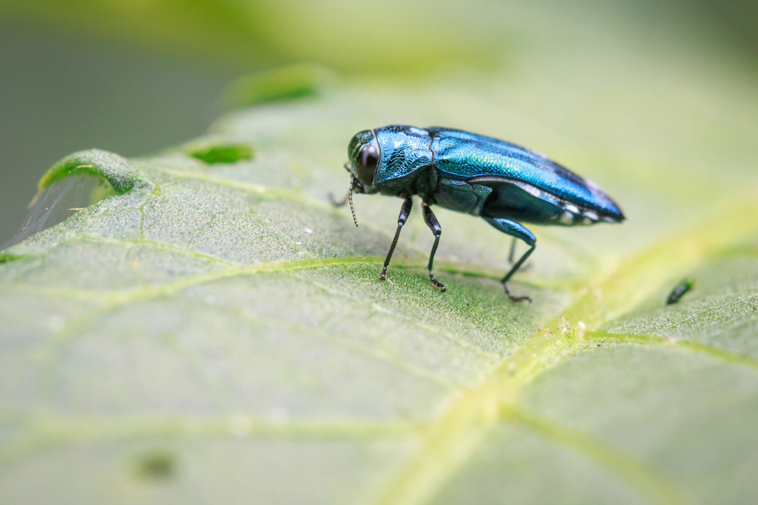Emerald ash borer standing on a leaf.